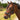 Halsterset Equestrian Society