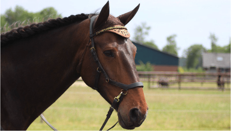 Different bridles